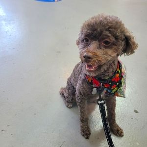 Meet your Posher, Lenor